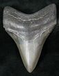 Fossil Megalodon Tooth - Medway Sound #12830-2